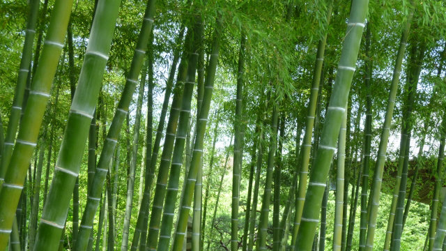 竹の花と竹にまつわる話